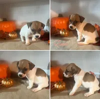 Zuma, a male Jack Russell Terrier for sale in Jena, LA – Photo 5 of 10