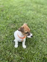 Zuma, a male Jack Russell Terrier for sale in Jena, LA – Photo 2 of 10