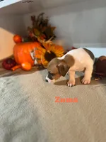 Zuma, a male Jack Russell Terrier for sale in Jena, LA – Photo 4 of 10