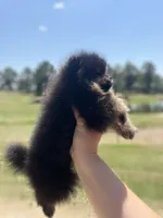 River, a female Pomeranian for sale in Jena, LA – 5 of 7