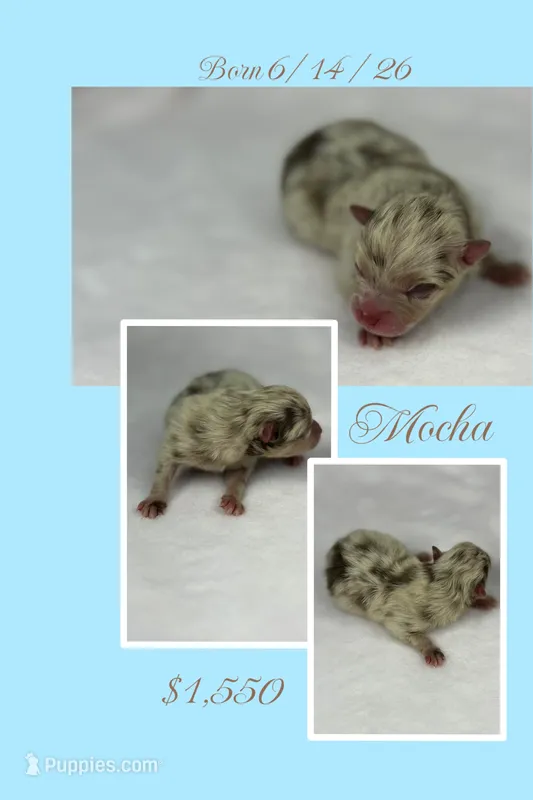 Mocha – Pomeranian puppy for sale in Jena, LA