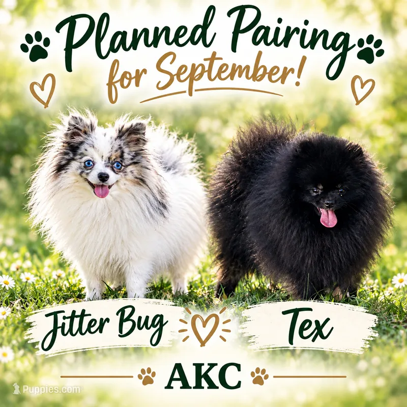 Tex - Jitter bug litter – Pomeranian puppy for sale in Jena, LA