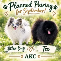 Tex - Jitter bug litter, a  Pomeranian for sale in Jena, LA – 1 of 3
