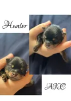 Hunter, a male Pomeranian for sale in Jena, LA – 1 of 3
