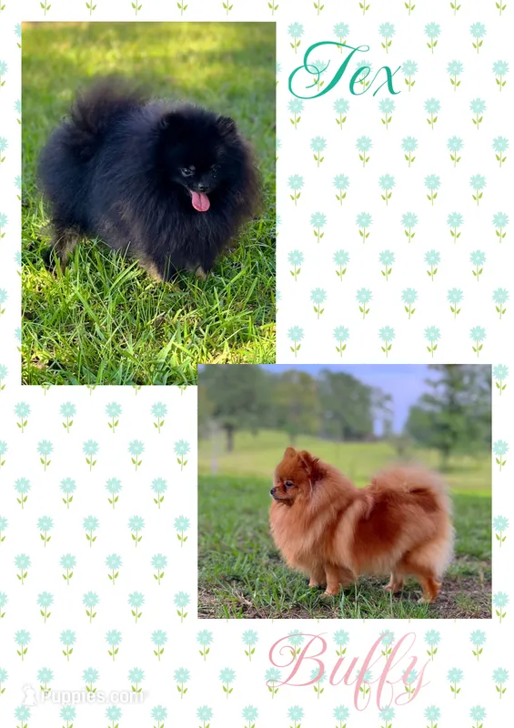 Tex x Buffy  – Pomeranian puppy for sale in Jena, LA