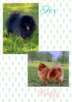Tex x Buffy , a female Pomeranian for sale in Jena, LA – 1 of 3