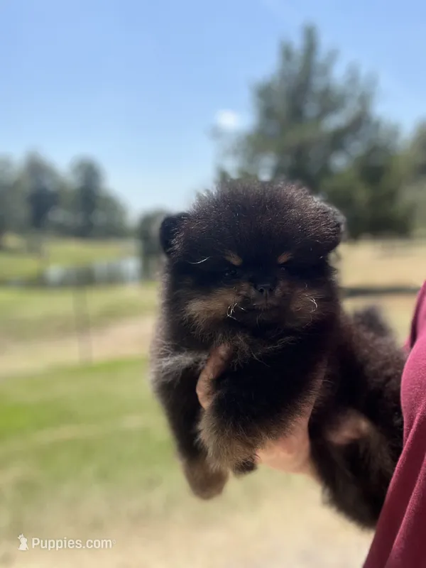 River – Pomeranian puppy for sale in Jena, LA