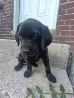 Stella, a female Labrador Retriever for sale in Columbia, SC – Photo 2 of 5