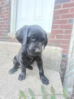 Stella, a female Labrador Retriever for sale in Columbia, SC – Photo 5 of 5
