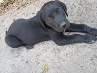 Bella, a female Labrador Retriever for sale in Columbia, SC – Photo 4 of 4
