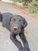 Bella, a female Labrador Retriever for sale in Columbia, SC – Photo 2 of 4