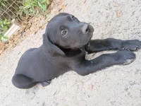 Bella, a female Labrador Retriever for sale in Columbia, SC – Photo 3 of 4