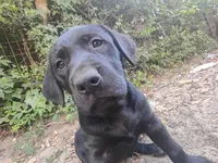 Toby, a male Labrador Retriever for sale in Columbia, SC – Photo 2 of 6