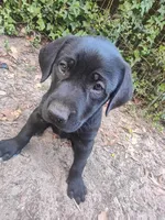 Toby, a male Labrador Retriever for sale in Columbia, SC – Photo 3 of 6