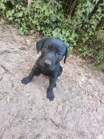 Toby, a male Labrador Retriever for sale in Columbia, SC – Photo 4 of 6