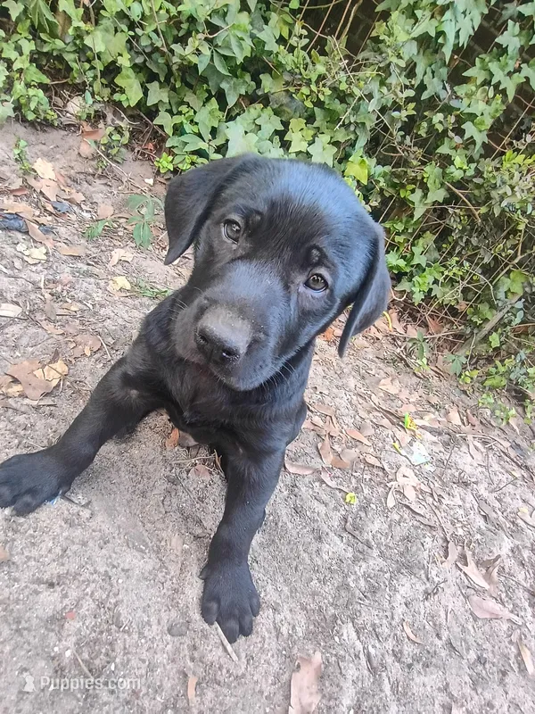 Toby – Labrador Retriever puppy for sale in Columbia, SC