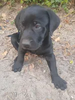 Toby, a male Labrador Retriever for sale in Columbia, SC – Photo 6 of 6