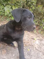 Toby, a male Labrador Retriever for sale in Columbia, SC – Photo 5 of 6