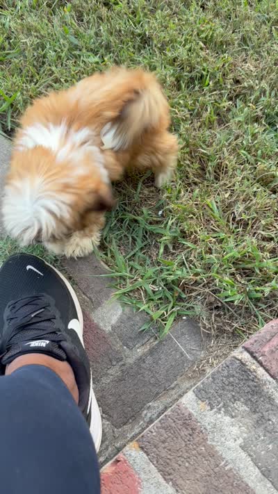 Sugar, a female Shih Tzu for sale in Bostwick, GA – 3 of 3