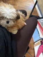 Sugar, a female Shih Tzu for sale in Bostwick, GA – 2 of 3