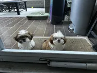 Spice, a female Shih Tzu for sale in Bostwick, GA – 2 of 2