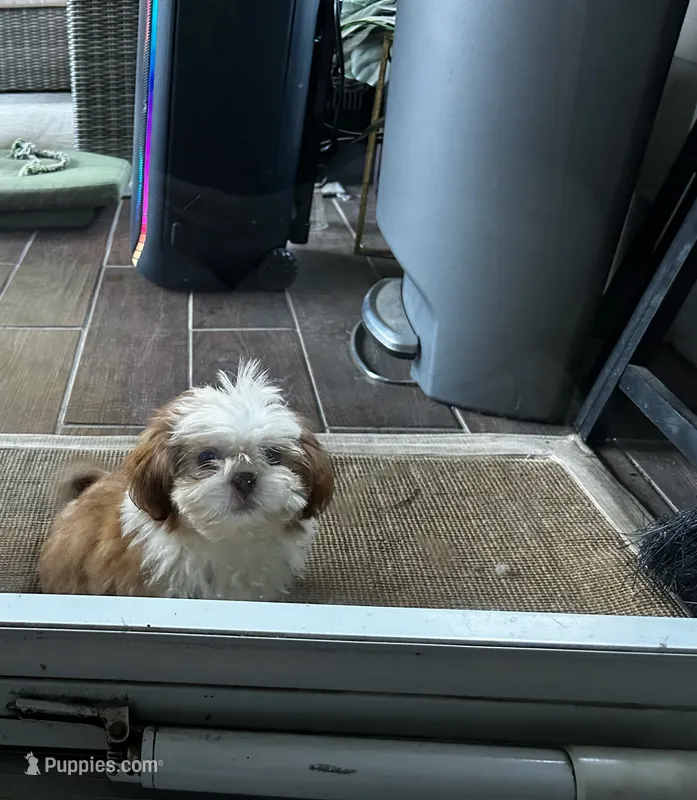 Spice – Shih Tzu puppy for sale in Bostwick, GA