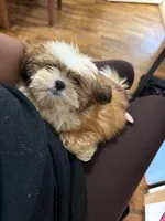 Sugar, a female Shih Tzu for sale in Bostwick, GA – 1 of 3