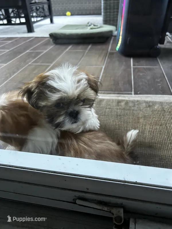 Spice – Shih Tzu puppy for sale in Bostwick, GA