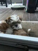 Spice, a female Shih Tzu for sale in Bostwick, GA – 1 of 2