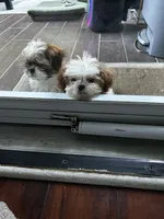 Spice, a female Shih Tzu for sale in Bostwick, GA – 2 of 2