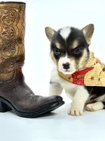 Rancher 💙, a male Pembroke Welsh Corgi for sale in Pearson, GA – Photo 2 of 6