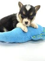 Rancher 💙, a male Pembroke Welsh Corgi for sale in Pearson, GA – Photo 4 of 6