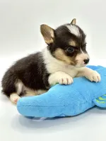 Rancher 💙, a male Pembroke Welsh Corgi for sale in Pearson, GA – Photo 6 of 6