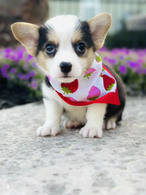Rancher 💙 – Pembroke Welsh Corgi puppy for sale in Pearson, GA