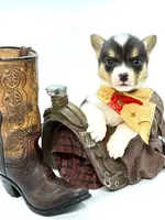 Rancher 💙, a male Pembroke Welsh Corgi for sale in Pearson, GA – Photo 1 of 6