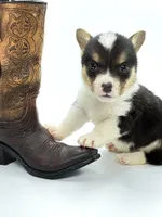 Rancher 💙, a male Pembroke Welsh Corgi for sale in Pearson, GA – Photo 3 of 6