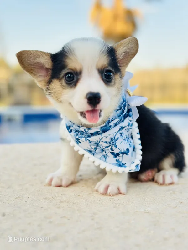 Rancher 💙 – Pembroke Welsh Corgi puppy for sale in Pearson, GA