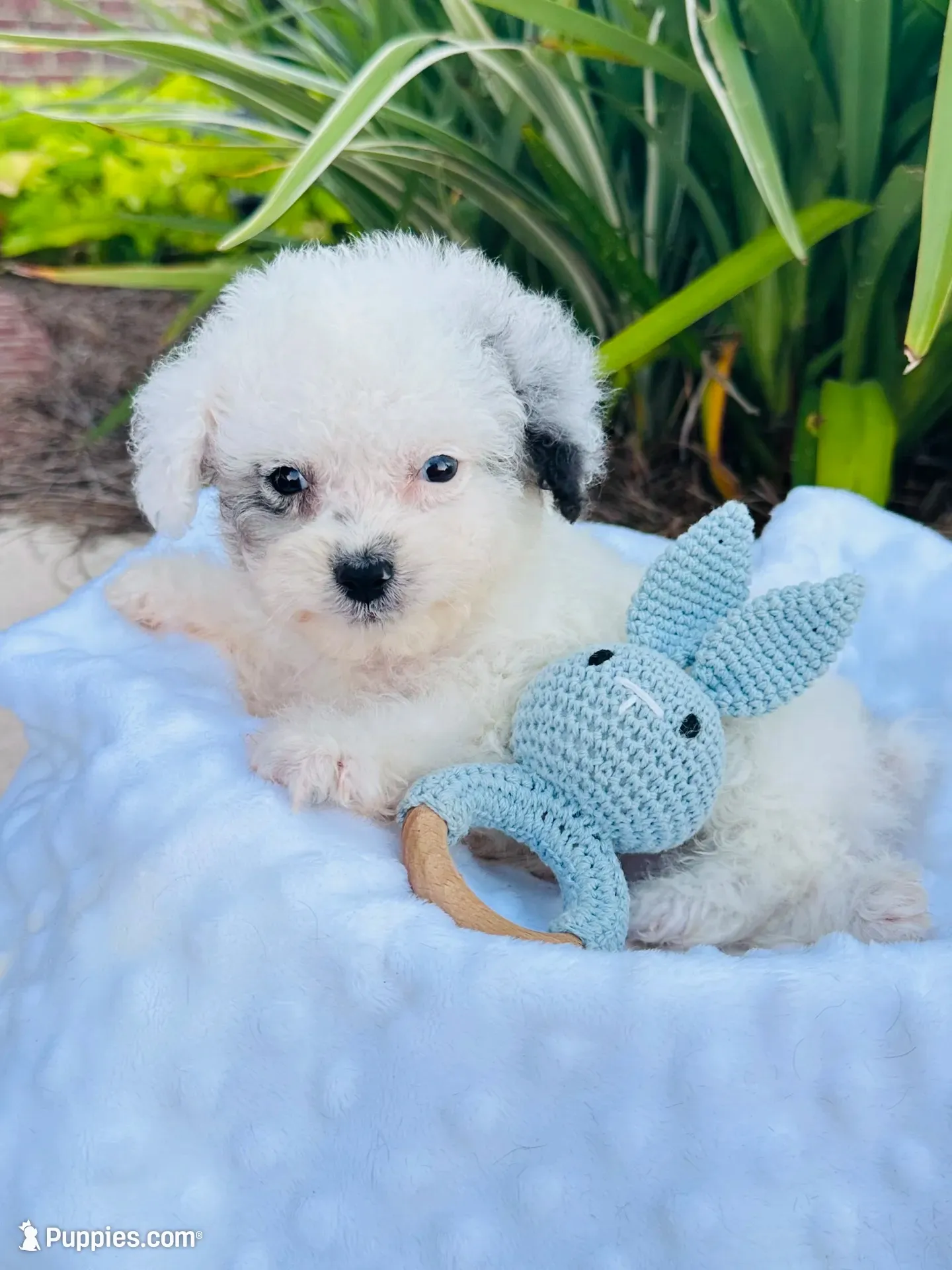 Tiny Blue Merle Boy 💙, a male Poodle - Toy  and Toy Australian Shepherd for sale in Pearson, GA – 1 of 6