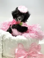 Tiny Paisley 🩷, a female Poodle - Toy  for sale in Pearson, GA – 8 of 10