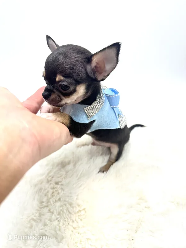 Micro Boy 💙 – Chihuahua puppy for sale in Pearson, GA
