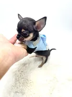 Micro Boy 💙, a male Chihuahua for sale in Pearson, GA – 1 of 10