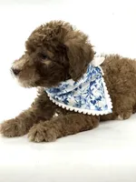 Hershey , a male Soft Coated Wheaten Terrier and Poodle - Miniature  for sale in Pearson, GA – Photo 4 of 6