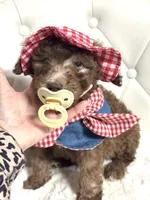 Hershey , a male Soft Coated Wheaten Terrier and Poodle - Miniature  for sale in Pearson, GA – Photo 2 of 6