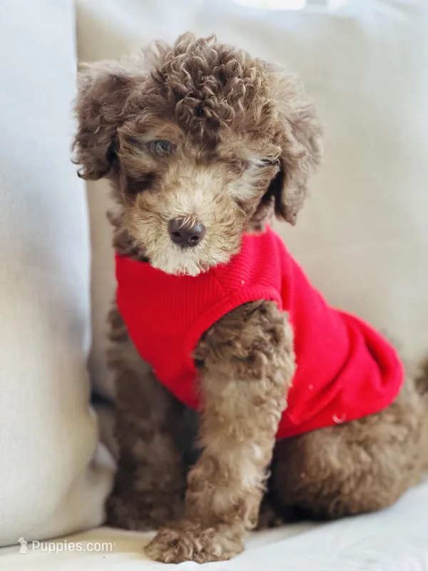 Hershey  – Soft Coated Wheaten Terrier, Poodle - Miniature  puppy for sale in Pearson, GA