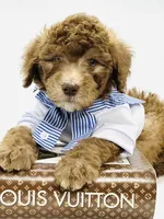 Hershey , a male Soft Coated Wheaten Terrier and Poodle - Miniature  for sale in Pearson, GA – Photo 5 of 6