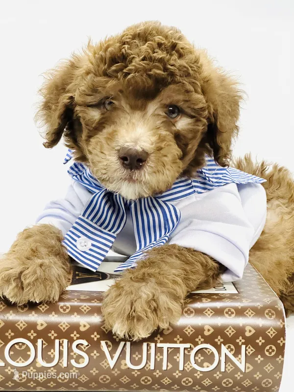 Hershey  – Soft Coated Wheaten Terrier, Poodle - Miniature  puppy for sale in Pearson, GA