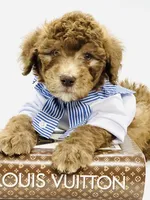 Hershey , a male Soft Coated Wheaten Terrier and Poodle - Miniature  for sale in Pearson, GA – Photo 1 of 6