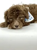 Hershey , a male Soft Coated Wheaten Terrier and Poodle - Miniature  for sale in Pearson, GA – Photo 3 of 6