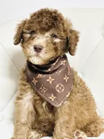 Hershey , a male Soft Coated Wheaten Terrier and Poodle - Miniature  for sale in Pearson, GA – Photo 6 of 6