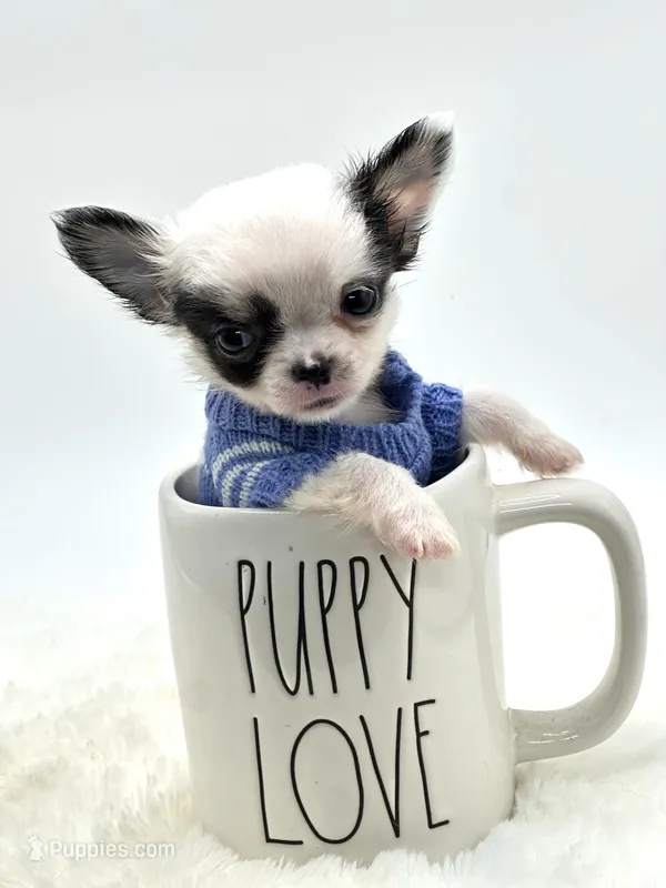Micro Tiny Peanut 💙 – Chihuahua puppy for sale in Pearson, GA